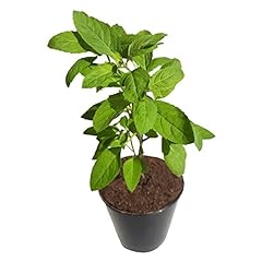 Live holy tulsi for sale  Delivered anywhere in USA 