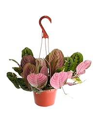 Shop succulents live for sale  Delivered anywhere in USA 