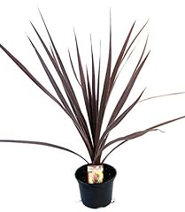 Cordyline australis red for sale  Delivered anywhere in Ireland