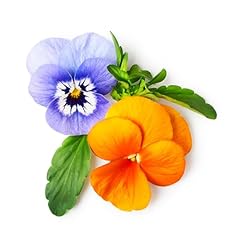 Viola plants mixed for sale  Delivered anywhere in UK