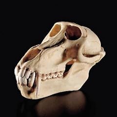 Zos baboon skull for sale  Delivered anywhere in USA 
