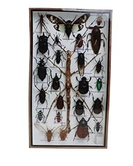 Avangtar reptiles taxidermy for sale  Delivered anywhere in USA 