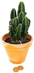 Powers flowers cereus usato  Spedito ovunque in Italia 