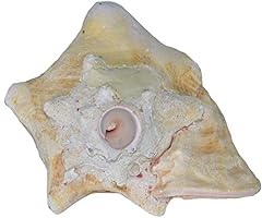 Large bahama conch for sale  Delivered anywhere in USA 
