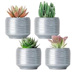 Bestseler mini succulent for sale  Delivered anywhere in USA 