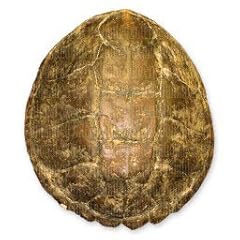 Snapping turtle shell for sale  Delivered anywhere in USA 