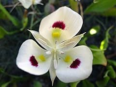 Mitraee 8pcs calochortus for sale  Delivered anywhere in USA 