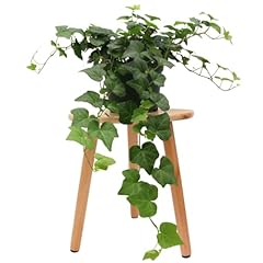 American plant english for sale  Delivered anywhere in USA 