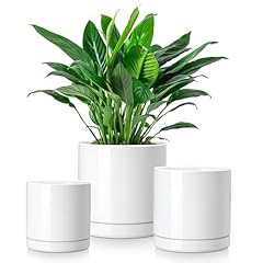 Vancasso ceramic plant for sale  Delivered anywhere in USA 