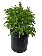 Globosa nana dwarf for sale  Delivered anywhere in USA 