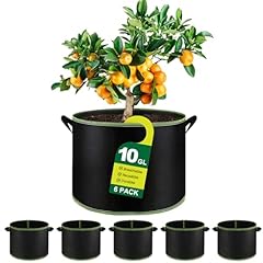 Wenya gallons plant for sale  Delivered anywhere in UK