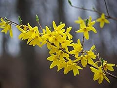 Tristar plants yellow for sale  Delivered anywhere in USA 