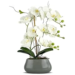Livilan white orchid for sale  Delivered anywhere in USA 