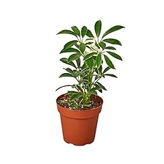House plant shop for sale  Delivered anywhere in USA 