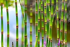 Horsetail plant cuttings for sale  Delivered anywhere in USA 