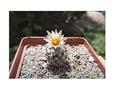 Pezzi 10x turbinicarpus usato  Spedito ovunque in Italia 