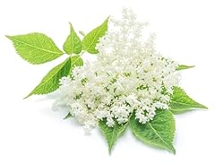 Elderflower plants hadiegg for sale  Delivered anywhere in UK