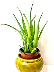 Aloe vera plant for sale  Delivered anywhere in USA 