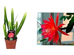 Orchid cactus disocactus for sale  Delivered anywhere in Ireland