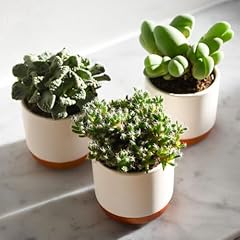 Lithops gem stones for sale  Delivered anywhere in UK