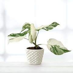 Monstera deliciosa variegata gebraucht kaufen  Wird an jeden Ort in Deutschland