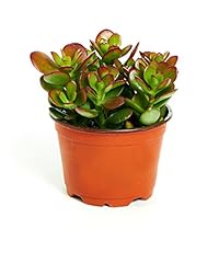 Shop succulents crassula for sale  Delivered anywhere in USA 