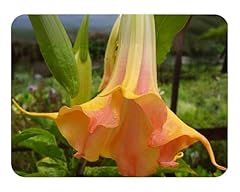 Brugmansia mango crush for sale  Delivered anywhere in USA 