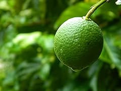 Key lime tree for sale  Delivered anywhere in USA 