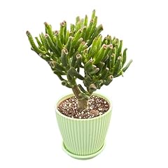 Live plants gollum for sale  Delivered anywhere in USA 