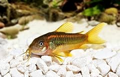 Swimming creatures gold for sale  Delivered anywhere in USA 
