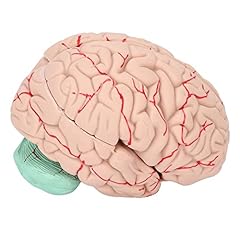 Human anatomical brain for sale  Delivered anywhere in Ireland