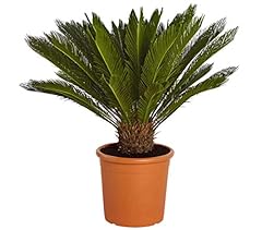 Dehner sagopalmfarn cycas gebraucht kaufen  Wird an jeden Ort in Deutschland