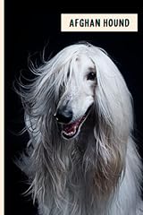 Afghan hound perfect for sale  Delivered anywhere in USA 