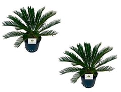 Set cycas revoluta usato  Spedito ovunque in Italia 