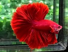 Tropical live fish for sale  Delivered anywhere in USA 
