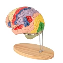 Nuovo modello cervello usato  Spedito ovunque in Italia 