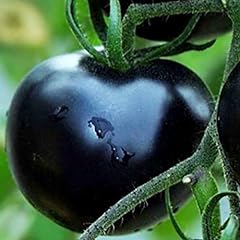 Rare black tomato for sale  Delivered anywhere in USA 
