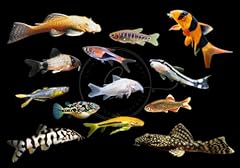 Swimming creatures pcs for sale  Delivered anywhere in USA 
