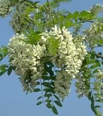 Flowering black locust for sale  Delivered anywhere in USA 