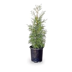 Carolina sapphire arizona for sale  Delivered anywhere in USA 