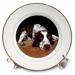 3drose english springer for sale  Delivered anywhere in USA 