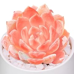 Echeveria little beauty for sale  Delivered anywhere in USA 