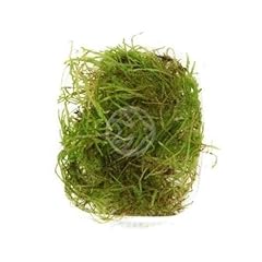 Tropica taxiphyllum barbieri usato  Spedito ovunque in Italia 