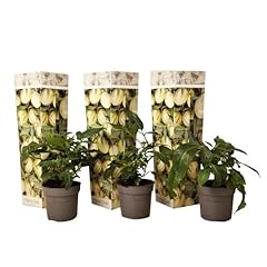 Plant box solanum usato  Spedito ovunque in Italia 