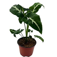 Bubbleblooms syngonium wayetii for sale  Delivered anywhere in USA 