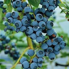 Blueberry bluecrop fruit for sale  Delivered anywhere in UK