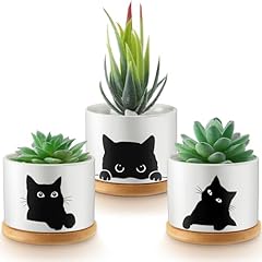 Honeydak funny succulent for sale  Delivered anywhere in USA 