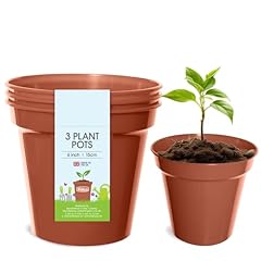 Whitefurze basic plant for sale  Delivered anywhere in UK