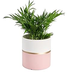 Tagobar planter plant for sale  Delivered anywhere in USA 