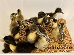 Duck eggs fertile for sale  Delivered anywhere in USA 